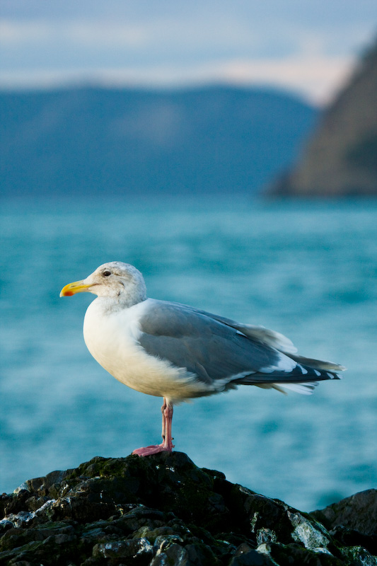 Gull On Rock